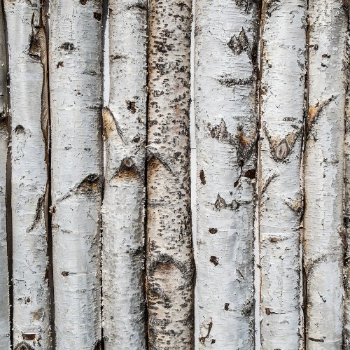 Le bouleau est l’un des arbres les plus allergisants au printemps. Vrai ou faux ? 