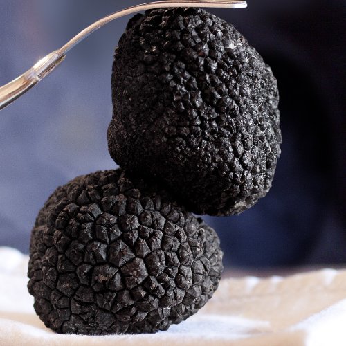 Les truffes poussent obligatoirement sous des arbres. Vrai ou faux ? 