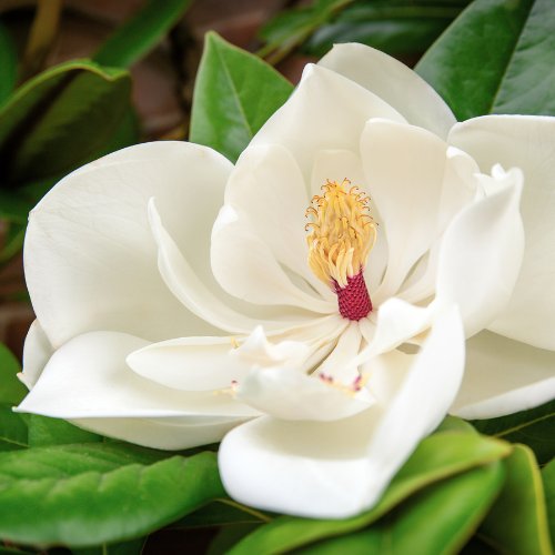 Le magnolia peut prendre la forme d'un arbre. Vrai ou faux ? 