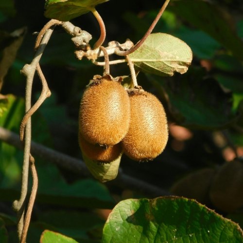 Le fruit du plaqueminier est le kiwi. Vrai ou faux ? 
