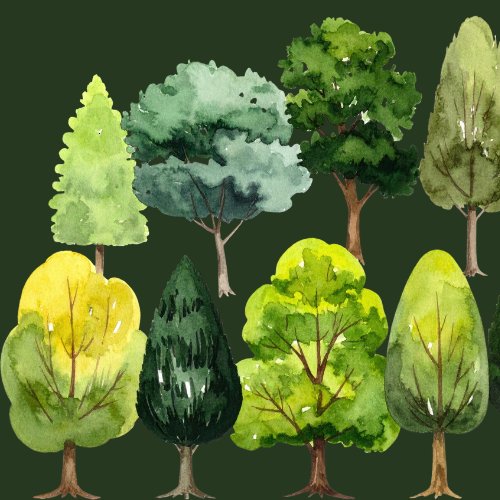 Le cèdre est un arbre de la famille des conifères. Vrai ou faux ? 