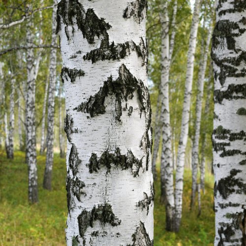 Le frêne est un arbre dont l’écorce est blanche. Vrai ou faux ? 