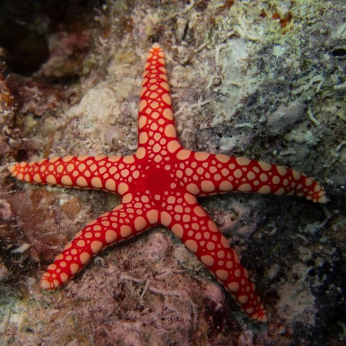 Quel est l’autre nom pour désigner l’animal nommé étoile de mer ? 