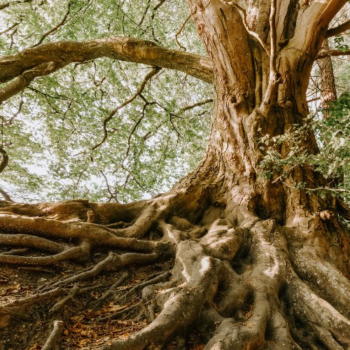 Les arbres les plus vieux du monde sont âgés d’environ 2000 ans. Vrai ou faux ? 