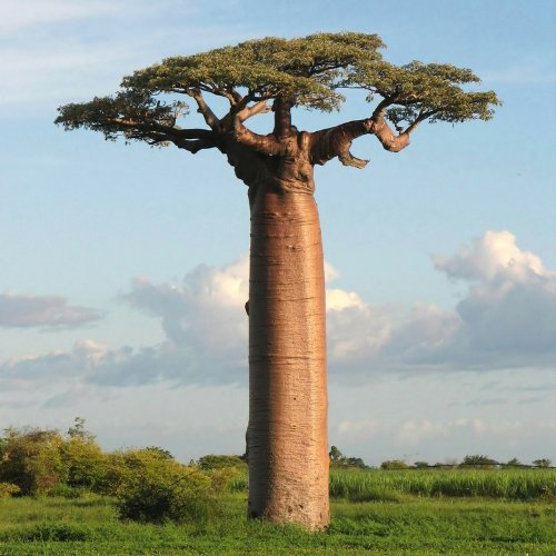 Le baobab est l’un des arbres les plus hauts du monde pouvant dépasser 100 mètres de haut. Vrai ou faux ? 