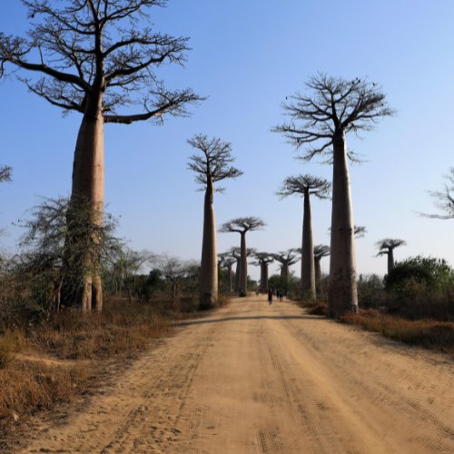 Le baobab est un arbre principalement originaire de Madagascar. Vrai ou faux ? 