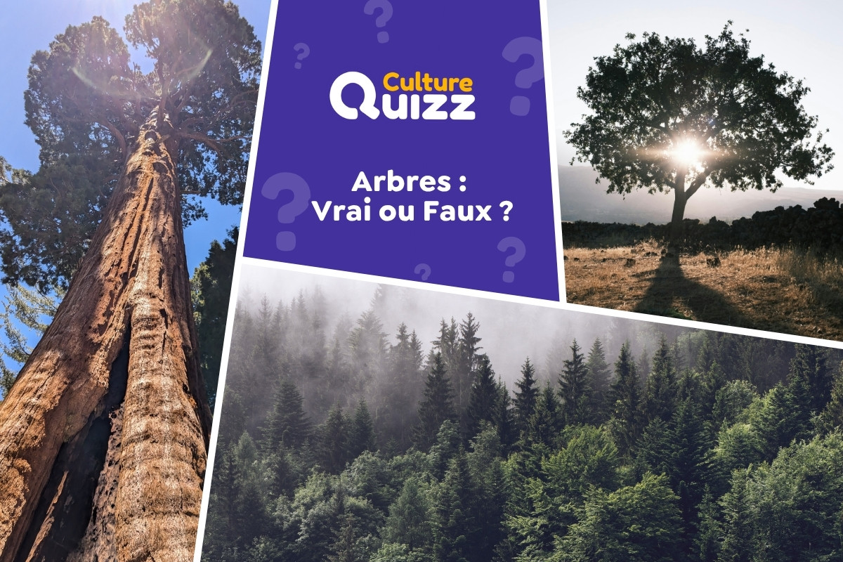 Quiz Arbres : Vrai ou Faux ? - Quiz spécial sur les abres avec des questions en vrai ou faux