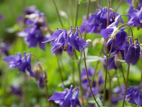 L’ancolie est une fleur vivace. Vrai ou faux ? 
