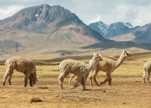 Parmi ces propositions, laquelle ne désigne pas un pays frontalier de la Bolivie ? 