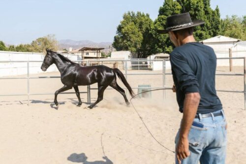 Au cirque, comment s’appelle le long fouet permettant de donner des indications sonores ou visuelles aux chevaux ? 