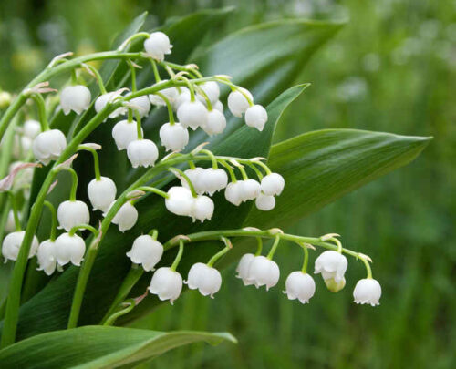La tradition d’offrir du Muguet pour porter bonheur le 1er mai est purement française. Vrai ou faux ? 