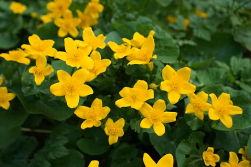 Comment s’appelle cette fleur printanière formant un buisson : la corète du _____ ? 