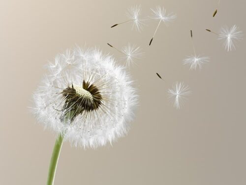 Quel est le nom des éléments en forme de plume sur la boule du pissenlit après la floraison du printemps ? 