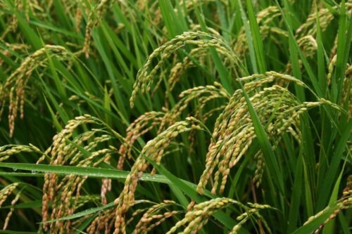 Le riz est une céréale qui ne peut être récoltée qu’à la main. Vrai ou faux ? 