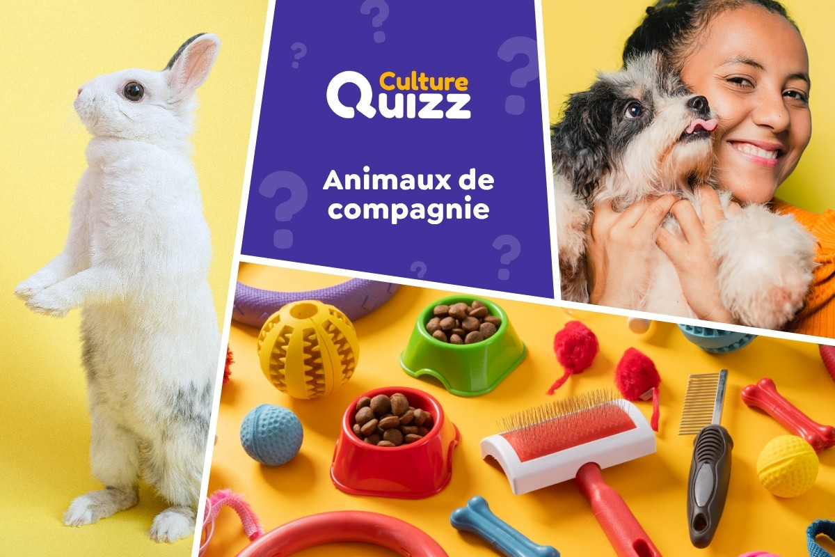 Quiz spécial Animaux de compagnie - Quiz spécial sur les animaux de compagnie : chiens, chats, rongeurs, serpents, oiseaux