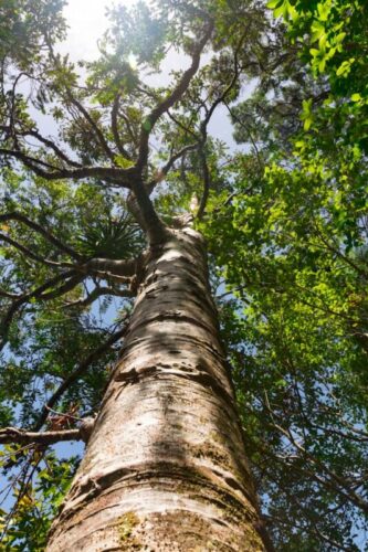 Quel mot désigne l'extrémité supérieure d'un arbre ? 
