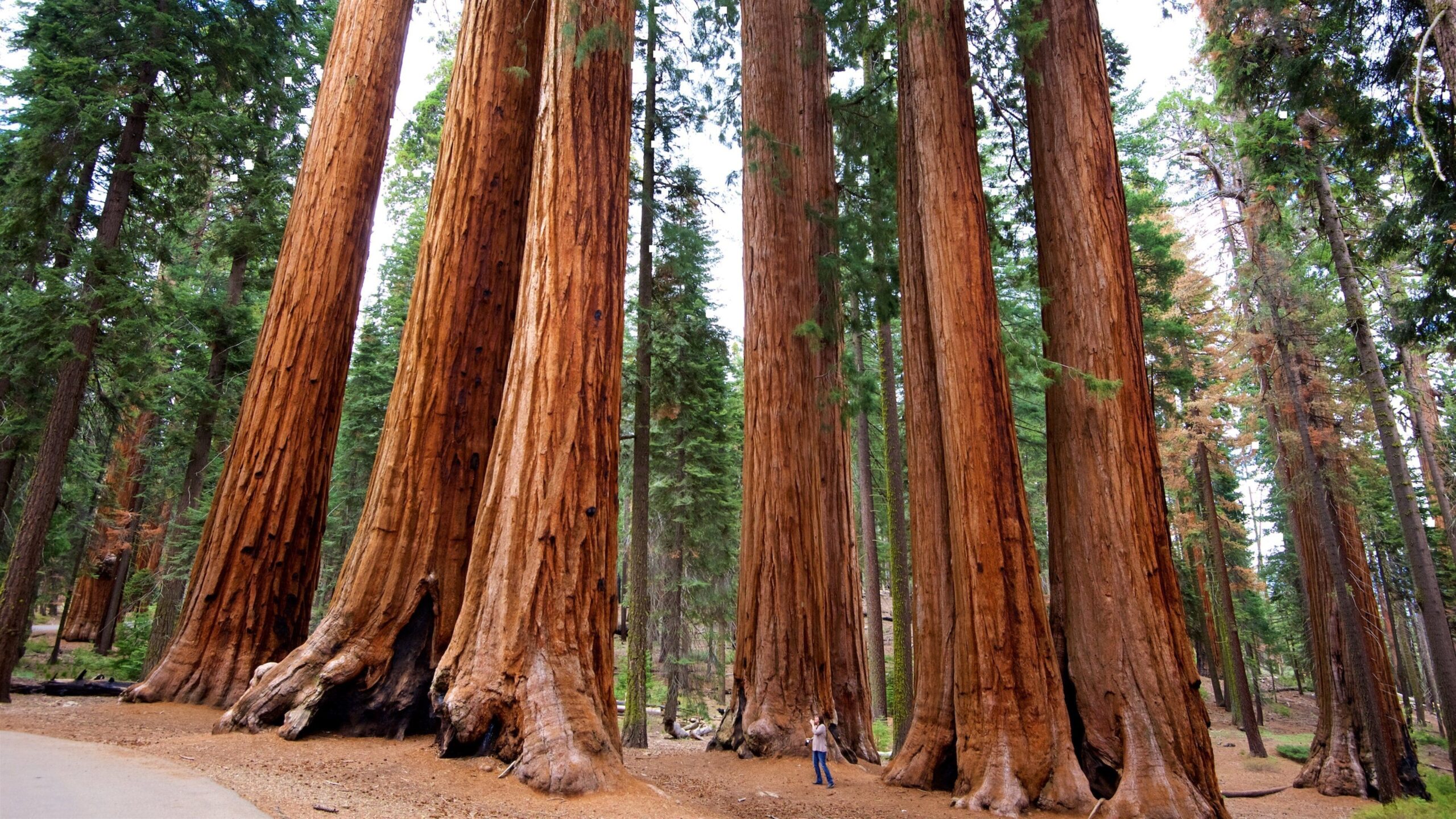 Quels arbres géants font la réputation de la Californie ? 