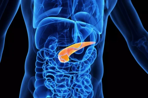 Quel organe du corps humain est représenté en orange sur l'image ? 