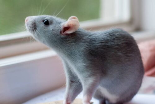 Le rat est un animal qui ne possède que 4 dents. Vrai ou faux ? 