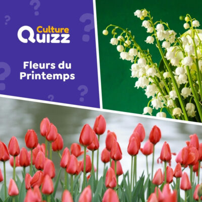 Fleurs du Printemps - testez vos connaissances sur les fleurs incontournables de du printemps.