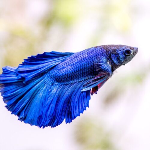 Quel est le nom de ce type de poisson qu’on retrouve souvent dans les aquariums ? 
