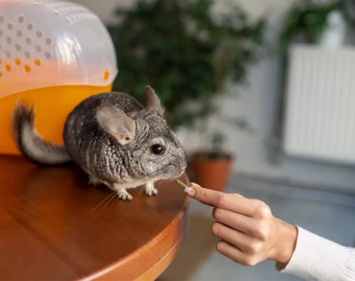 Quel est ce petit animal aux poils soyeux ? 