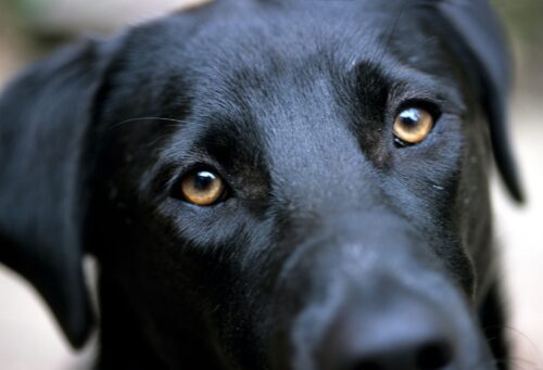 Quelles couleurs les chiens perçoivent-ils particulièrement bien ? 