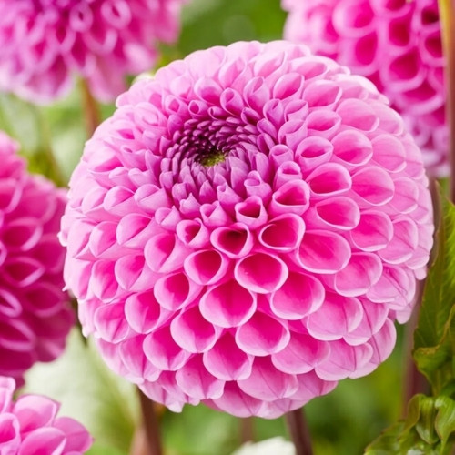 Quelle variété de fleur est représentée sur la photo ? 