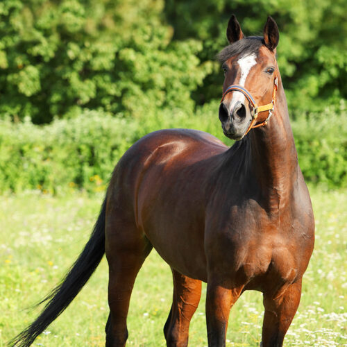 Comment écrire le mot cheval en latin ? 