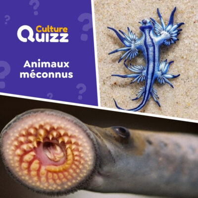 Quiz sur les animaux assez m&eacute;connus