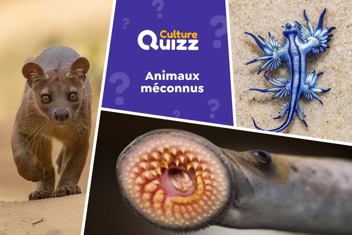 Quiz : Identifiez les Animaux méconnus - Quiz sur les animaux assez méconnus