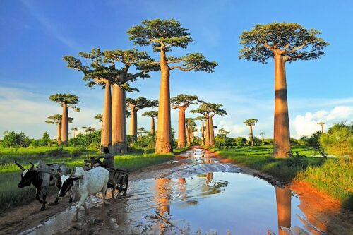 Quel pays du monde est reconnu pour posséder 6 des 8 espèces de baobab et serait la terre d'origine de cet arbre ? 