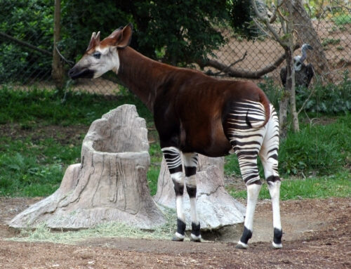 Quel est le nom de cet animal en photo qui commence par un O ? 