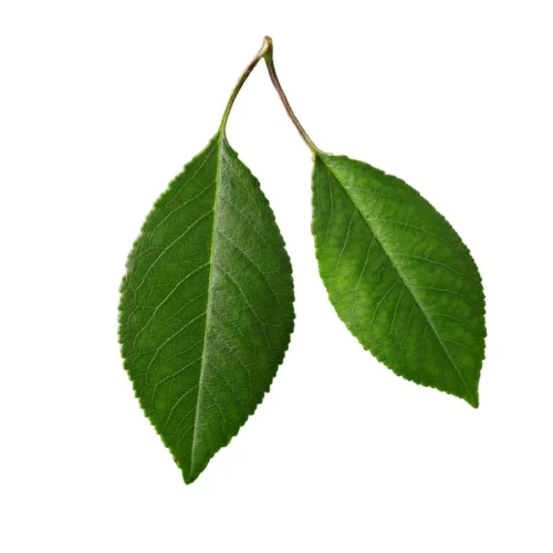 Quel arbre possède ce type de feuilles en photo ? 