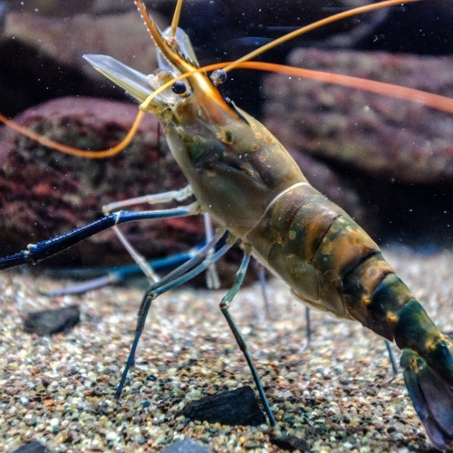Les crevettes font partie de la famille des crustacés. Vrai ou faux ? 