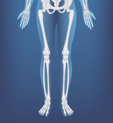 Lequel de ces os du corps humain n'est PAS présent au niveau des jambes et des cuisses ? 