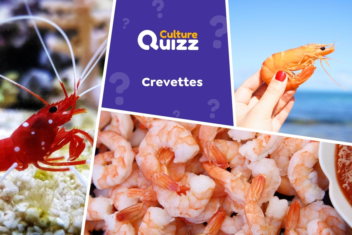 Quiz spécial Crevettes - Quiz spécial sur les crevettes