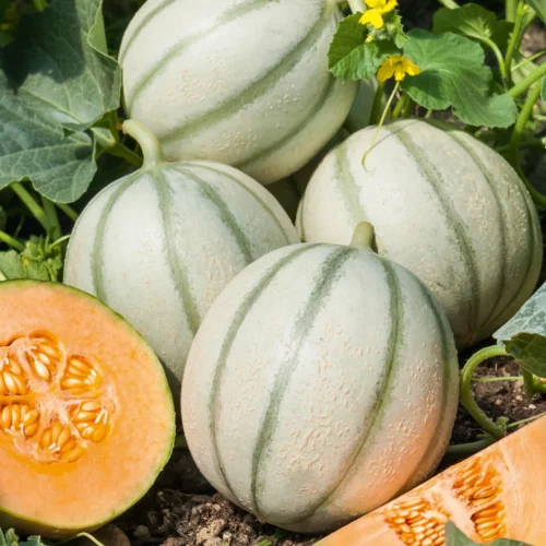 Quelle proposition fait référence à un melon charentais ? 