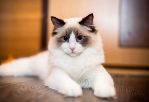 Quelle est la race associée à ce chat géant en photo ? 