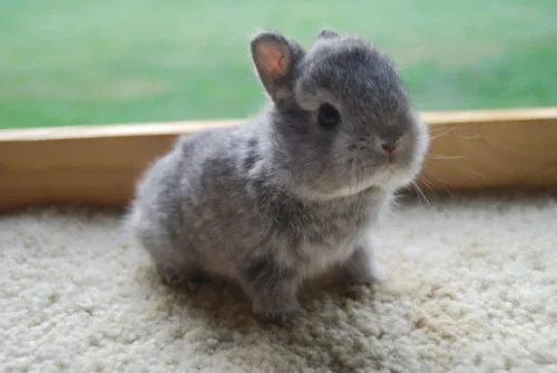 Comment appelle-t-on un bébé lapin ? 
