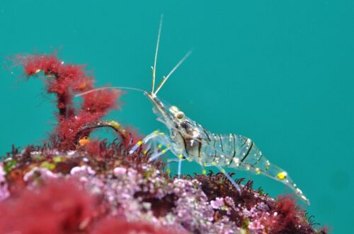 Quelle variété de crevettes sauvages est notamment pêchée en Normandie et en Bretagne où elle est réputée ? 