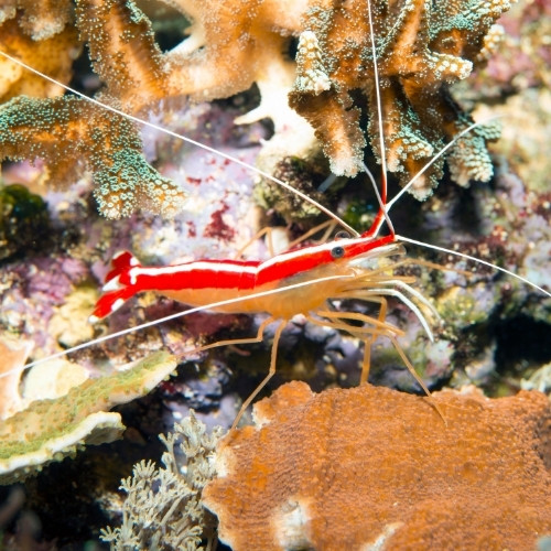 Que nettoie l’espèce de crevette nommée “crevette nettoyeuse” ? 