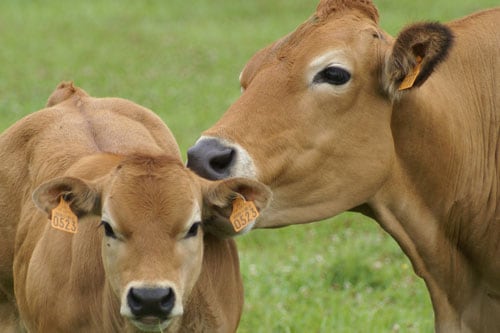 Quelle race de vache est associée à la région Poitou-Charentes ? 