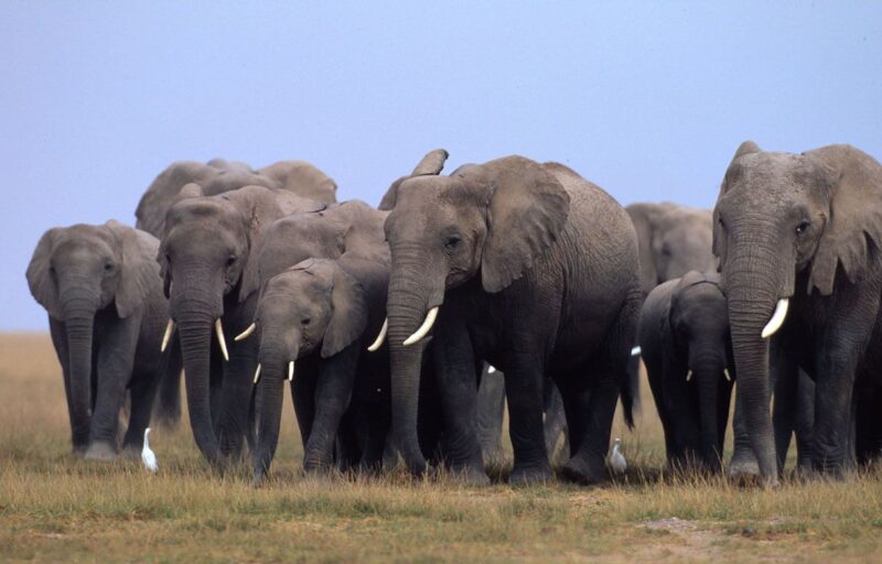 Combien d’éléphants vivent en Afrique au total ?