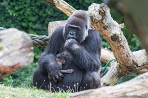 Quelle est la durée de gestation des femelles gorilles ? 