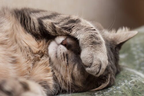 Combien de temps un chat adulte dort-il en moyenne par jour ?