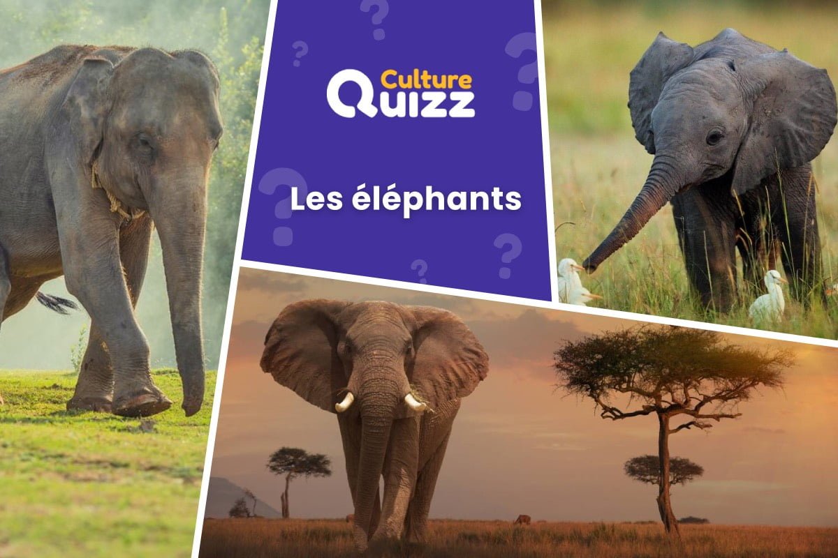 Quiz spécial Éléphants - Quiz dédié aux éléphants - Animaux
