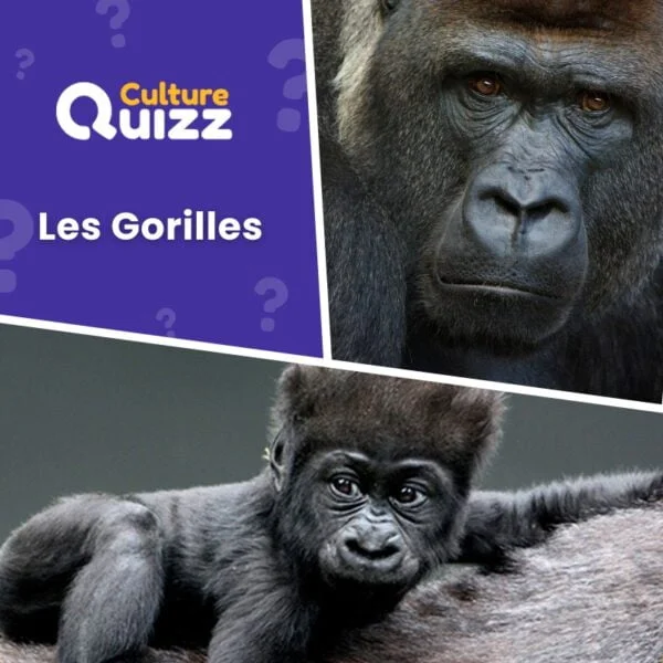 Tout savoir sur les gorilles avec un quiz 100% dédié à ces primates.