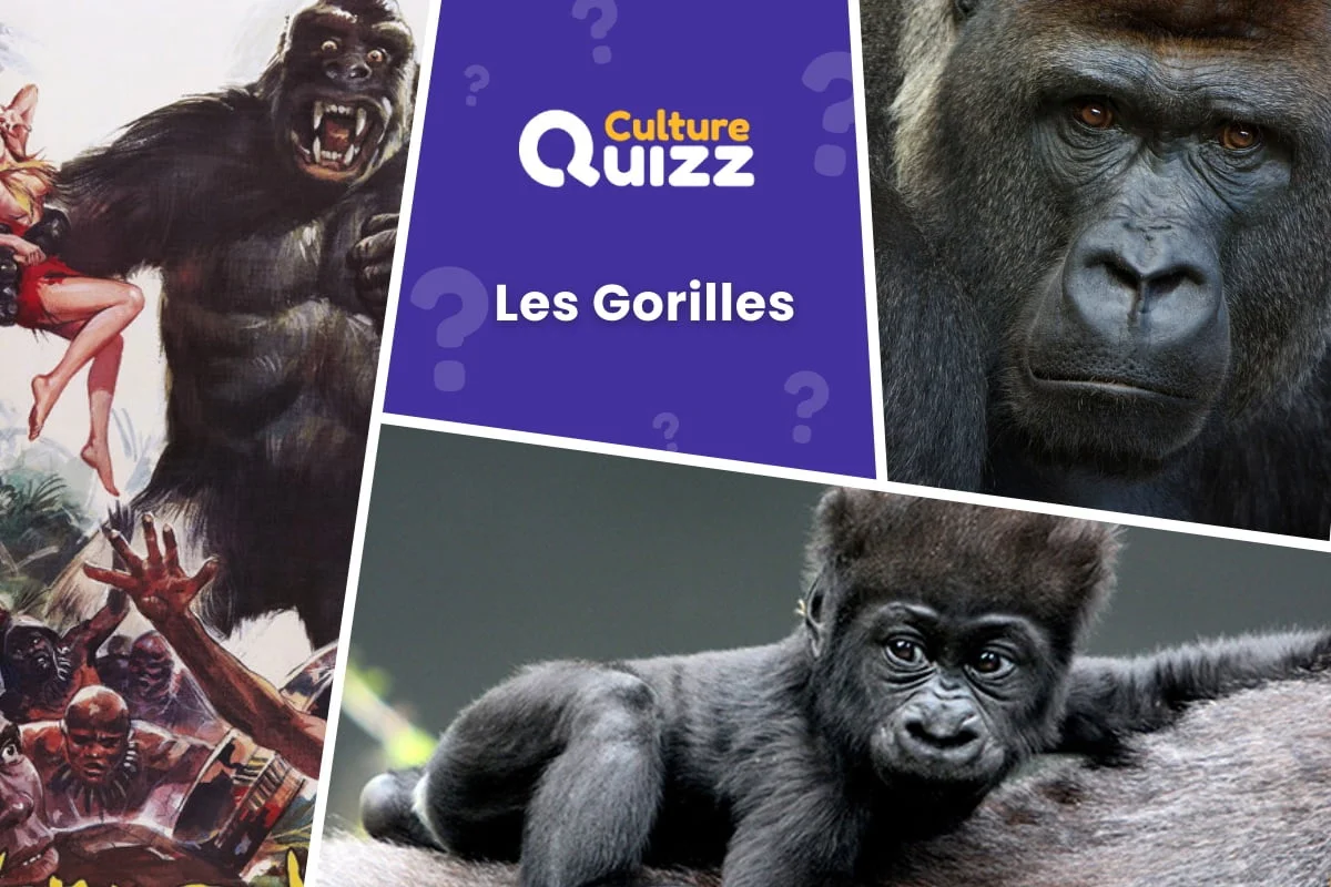 Quiz sur les Gorilles - Tout savoir sur les gorilles avec un quiz 100% dédié à ces primates.