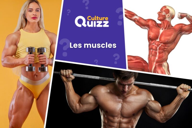 Quiz Muscles du Corps Humain Santé niveau Difficile Culture Quizz — free download